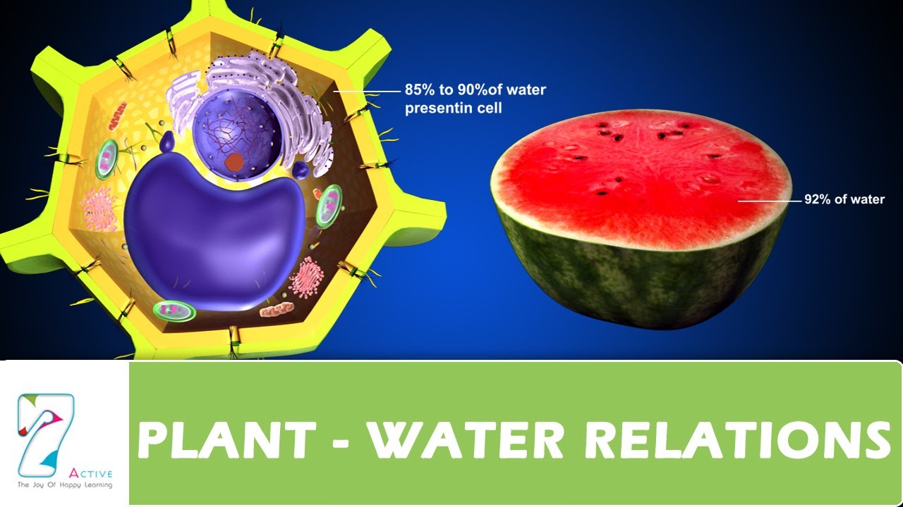 PLANT   WATER RELATIONS