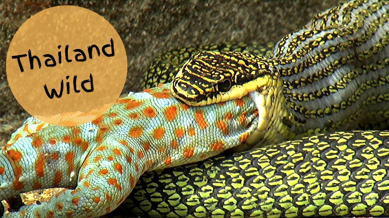 Golden Tree Snake Swallows a Tokay Gecko in Kaeng Krachan NP, Thailand