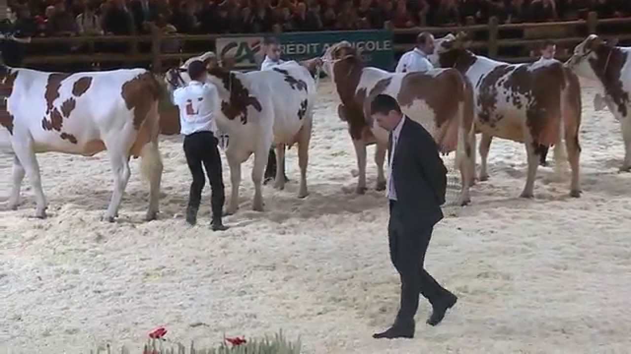 Concours race Montbéliarde (1/3)