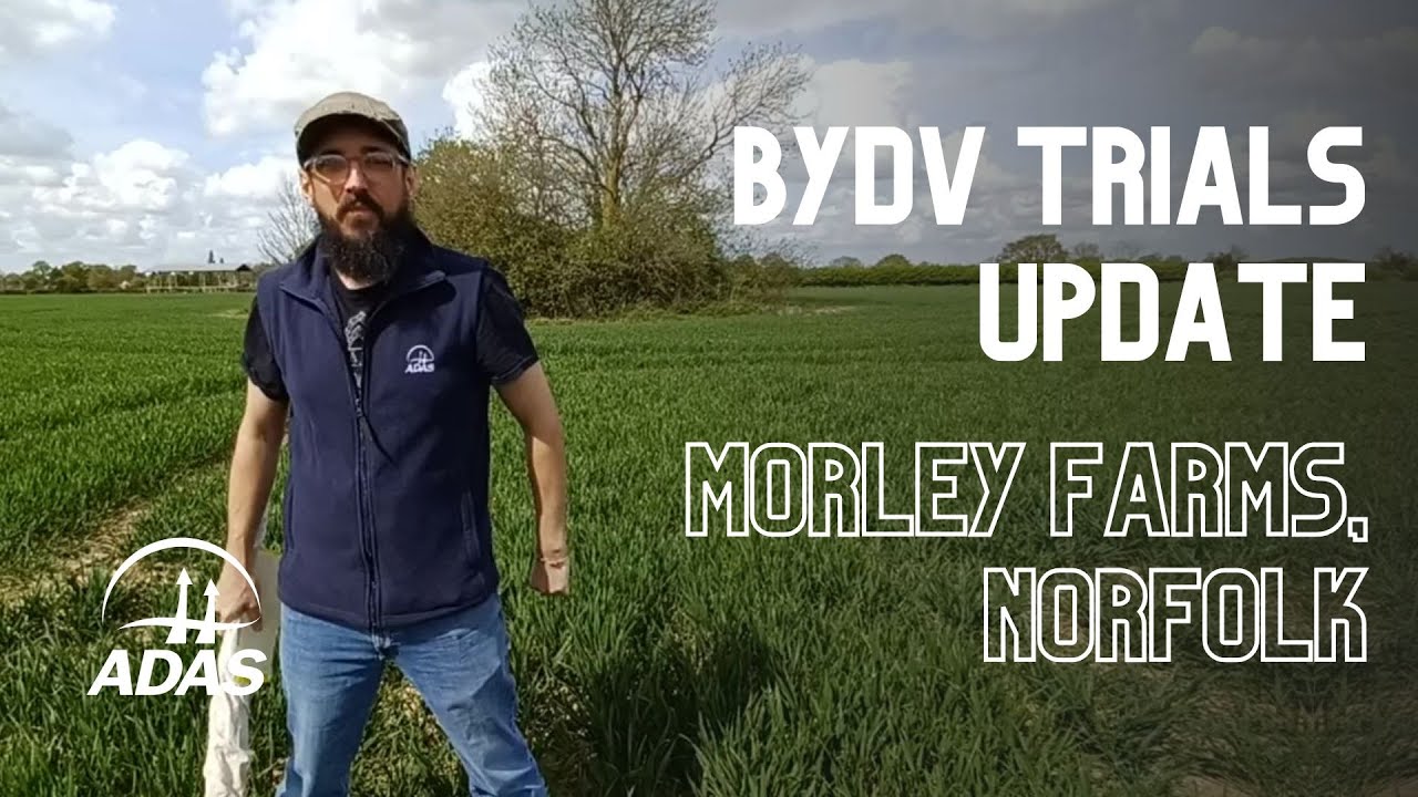 Morley Farm Cross Site Visit - Barley Yellow Dwarf Virus (BYDV) ADAS trials