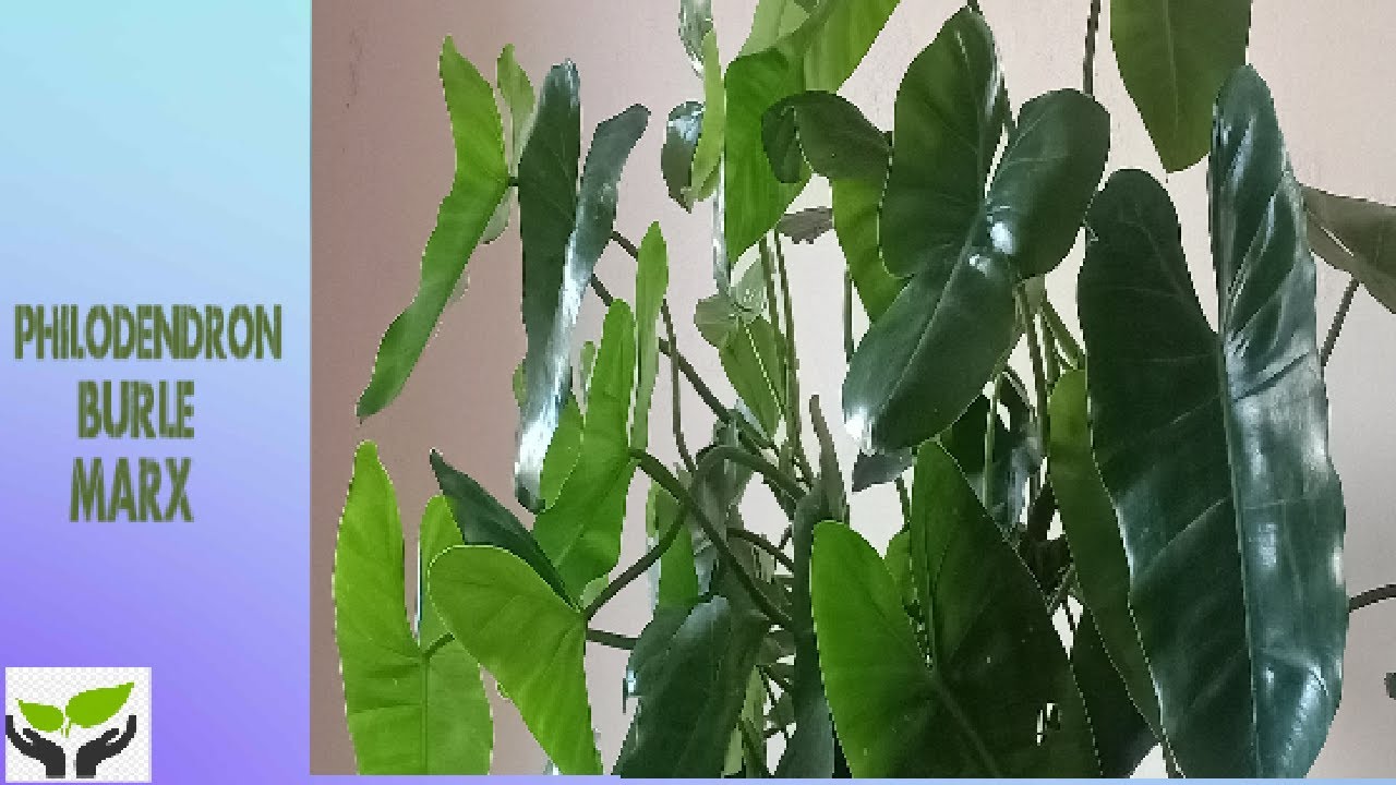 Philodendron 'Burle Marx'/Plants are vital