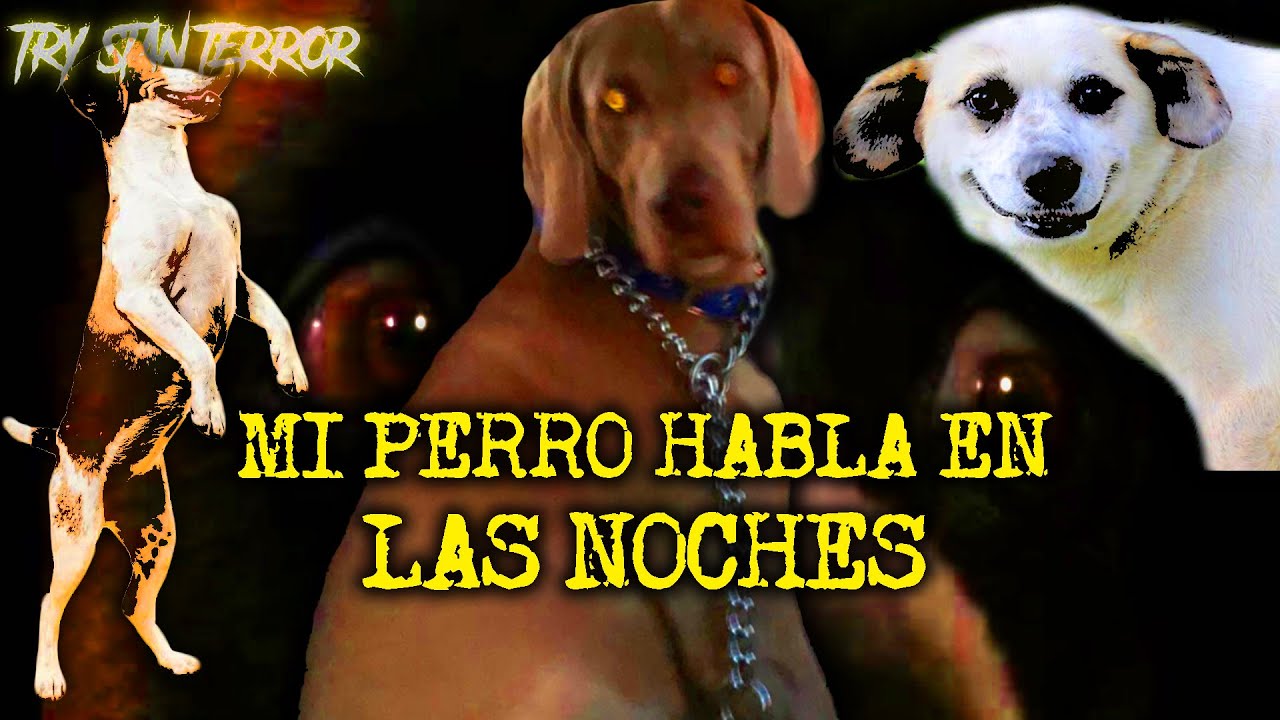EXPERIENCIAS ATERRADORAS CON PERROS ACTUANDO COMO HUMANOS PARTE 7