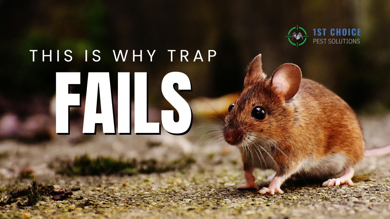 How Mice Really Get Into Your House | Rodent Cleanout vs Maintenance Explained