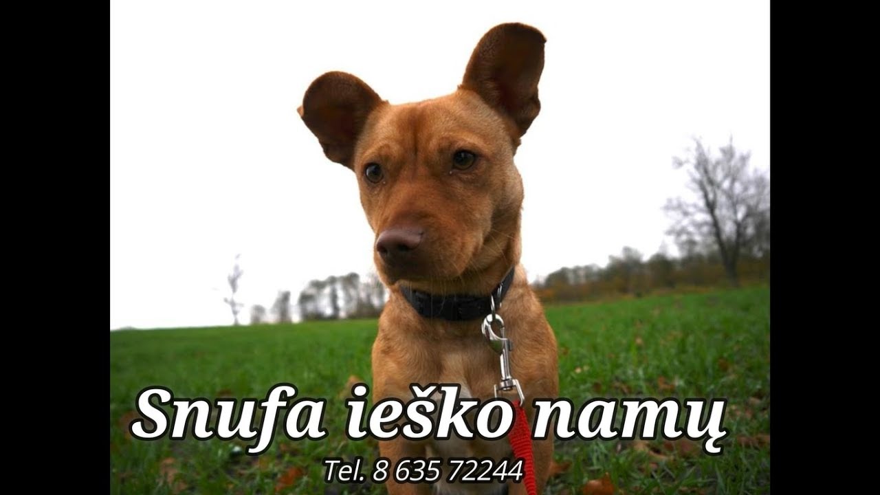 Snufa rado namus