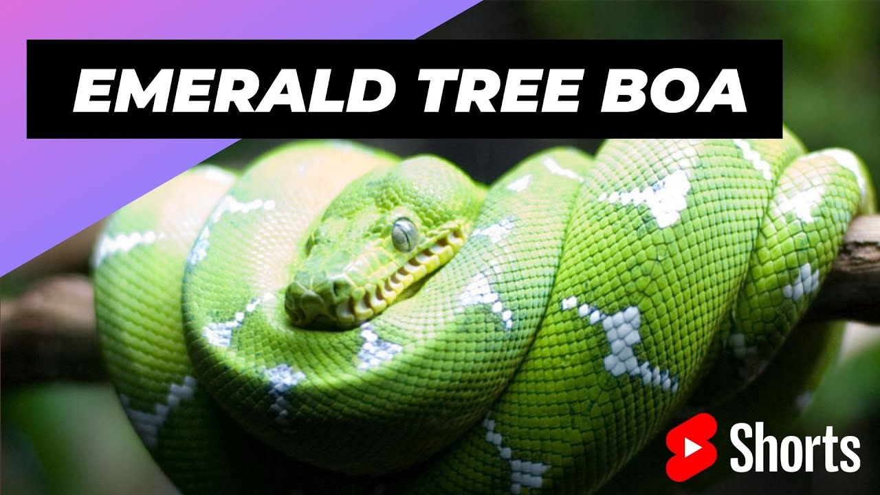 Emerald Tree Boa 🐍 One Of The Most Beautiful Snakes In The World 