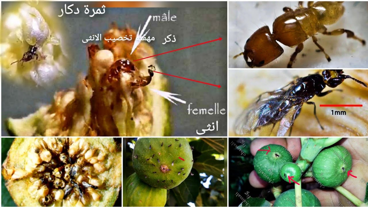 شاهد رحلةحشرة  اللاستوفاجا من الفقس الى تلقيح ثمار التين  الانثى