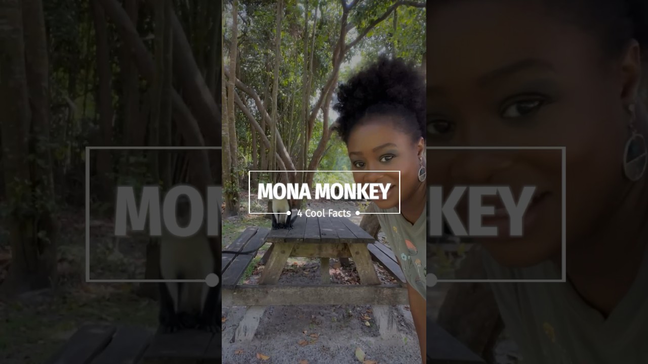Mona Monkey is helpful to their West African ecosystem and biodiversity | Wildlife Photographer