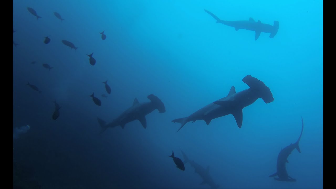 Cocos Island 2016