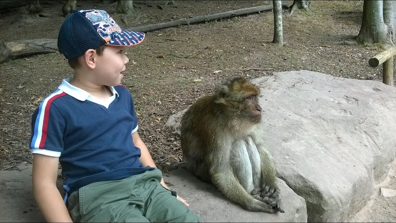 Montagne des singes à Kintzheim Alsace