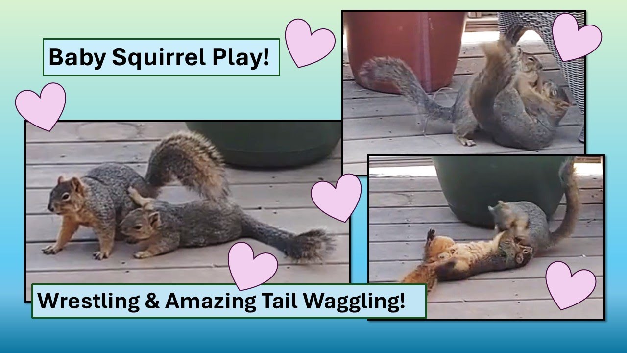 Cute baby squirrels playing-- with amazing tail waggling! Adorable!