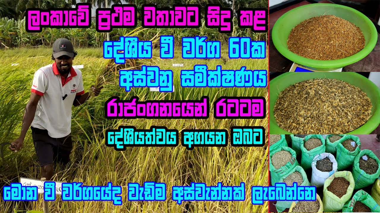 දේශීය වී වර්ග 60ක සිදුකළ සාර්ථක අසුවනු සමීක්ෂණය | Deshiya beeja wee | Biththara wee |paramparika wee