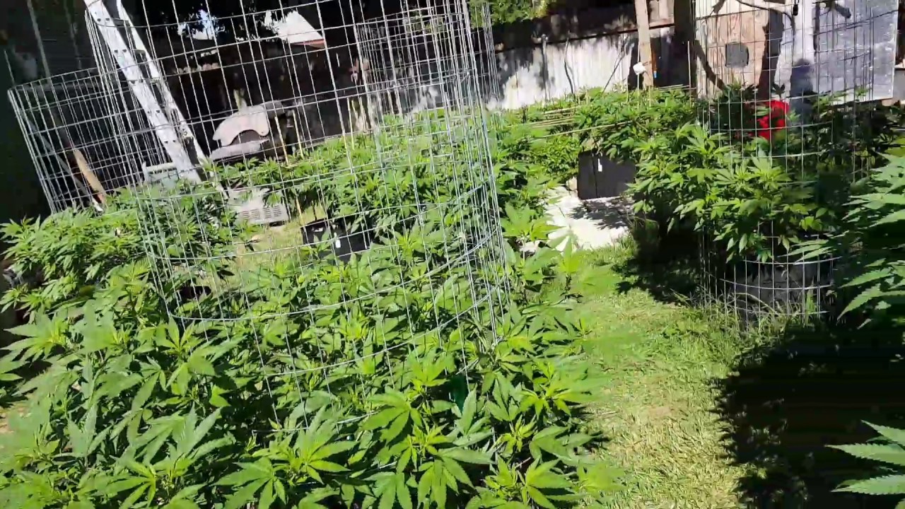 Outdoor grow 2017 part 5