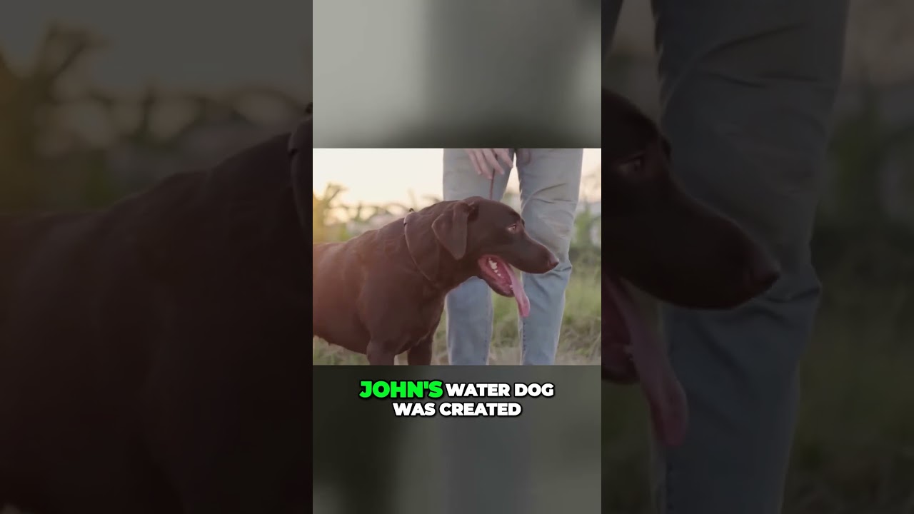 The Incredible History and Legacy of the St. John's Water Dog