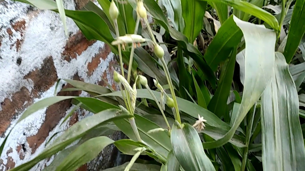 adlai / adlay / job's tear milet grain/ वैजंतीमाला
