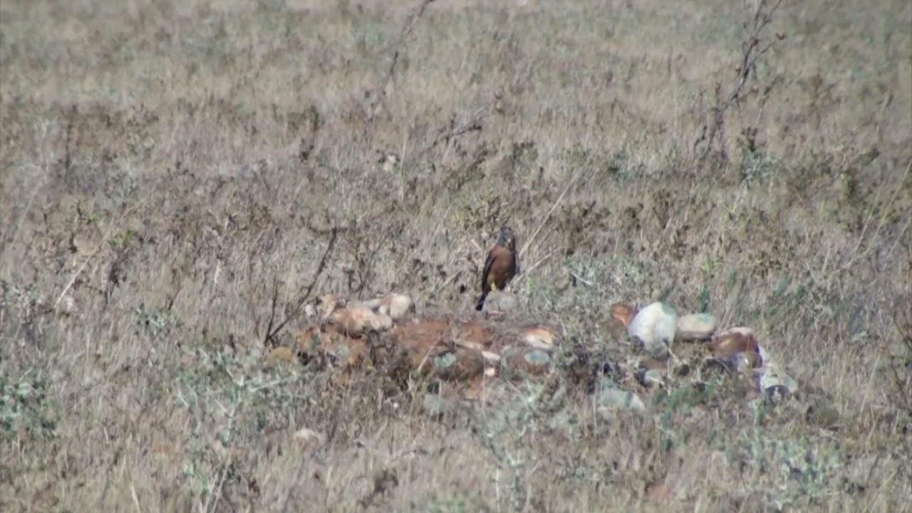 Faucon cr&eacute;cerellette (Falco naumanni) Lesser Kestrel