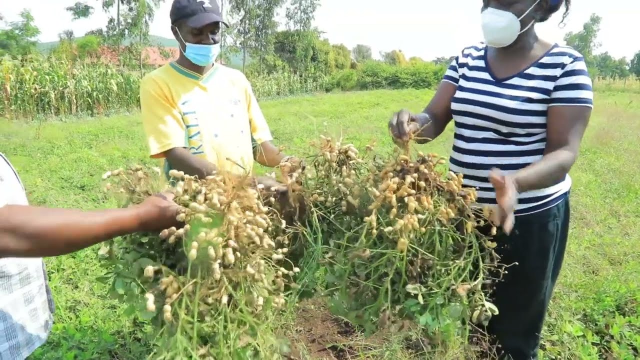 How communities can mint cash from improved groundnuts farming