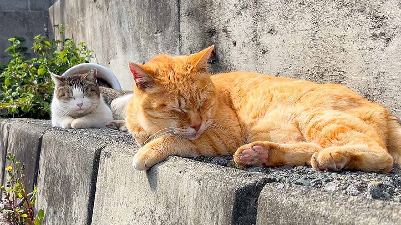 Поездка на японский остров кошек и кошачье кафе!! | Enoshima Island🐈