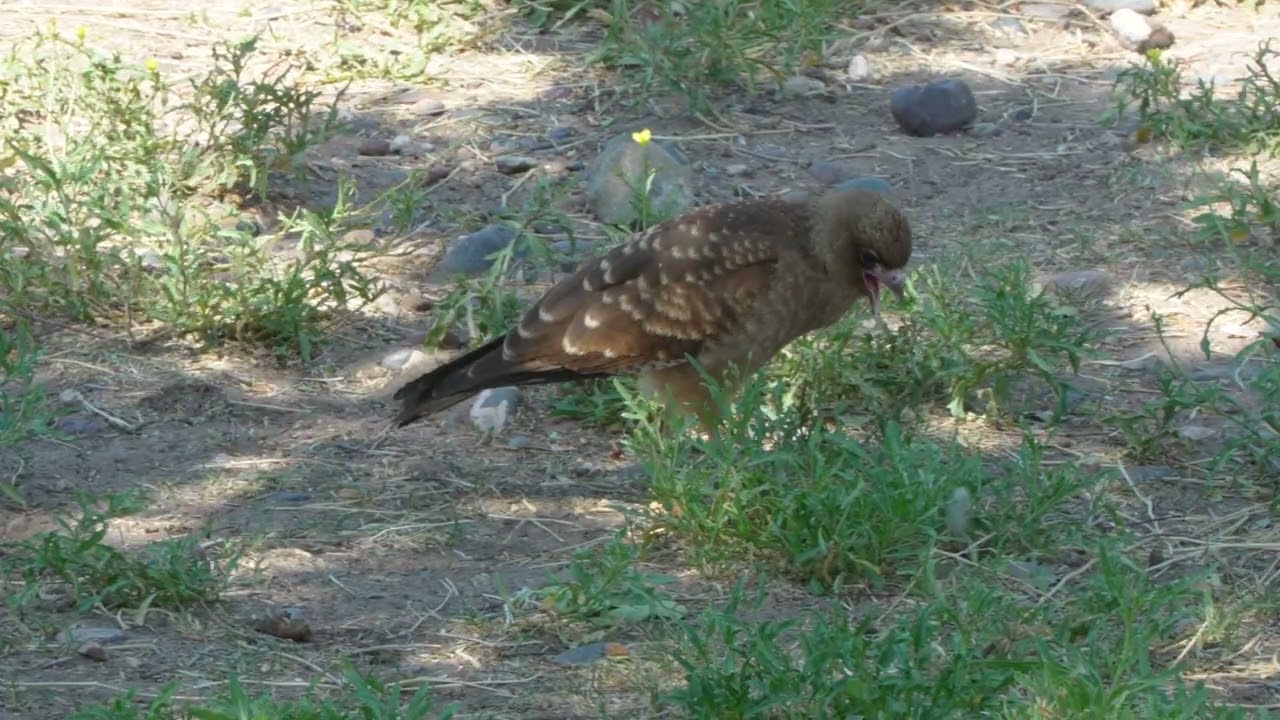Chimango (Milvago chimango) ave rapaz argentina -  Neuquén, Patagonia Argentina