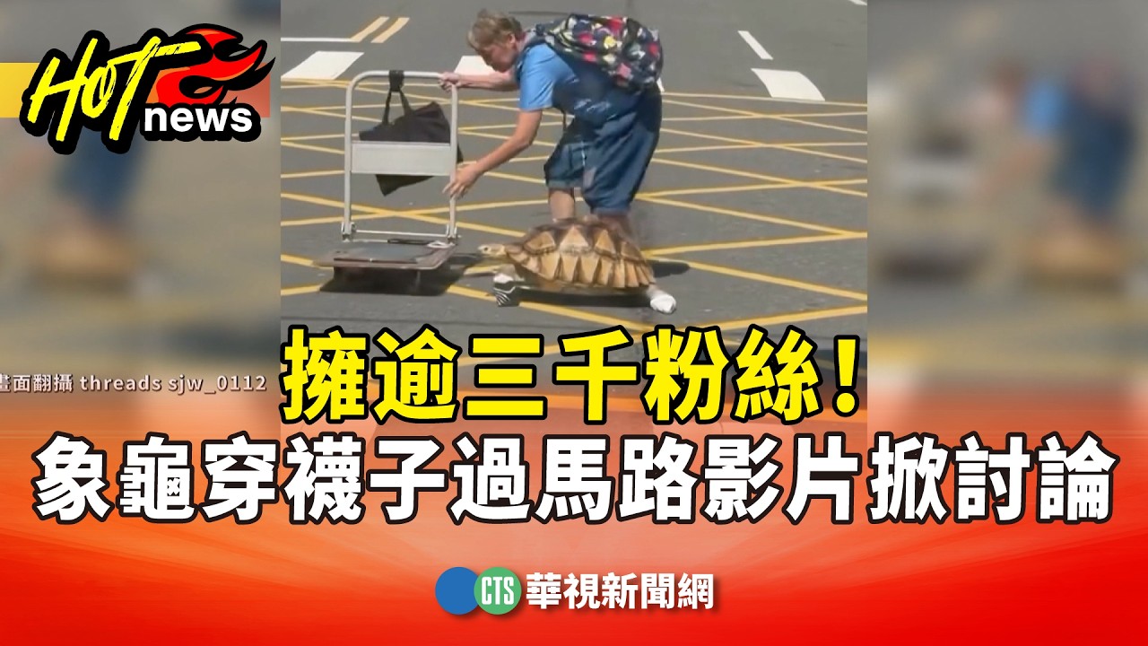 擁逾三千粉絲！　象龜穿襪子過馬路影片掀網友討論｜華視新聞 20260312 @華視新聞 CH52