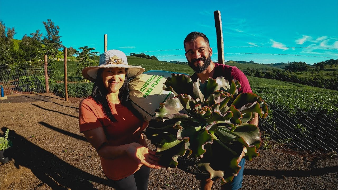 Dicas de cultivo da echeveria zorro mais dica do nosso substrato