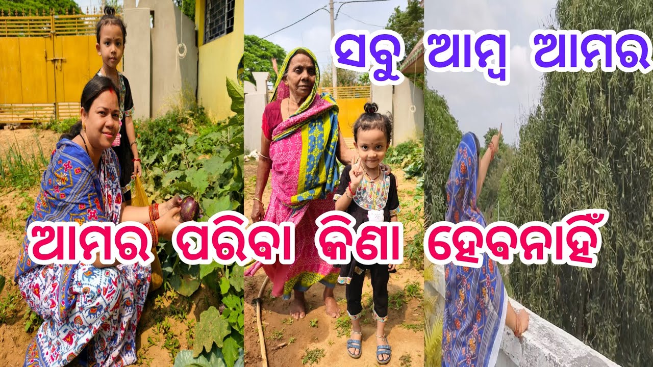 ଆମର ଆଉ ପରିବା କିଣା ହେବନାହିଁ//କେତେ ଆମ୍ବ ଫଳିଛି//monalisha mahi life style 