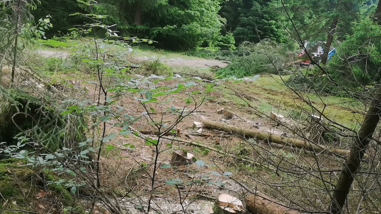 Mit Ford 3600 Brennholz rücken im Fichtelgebirge!!!