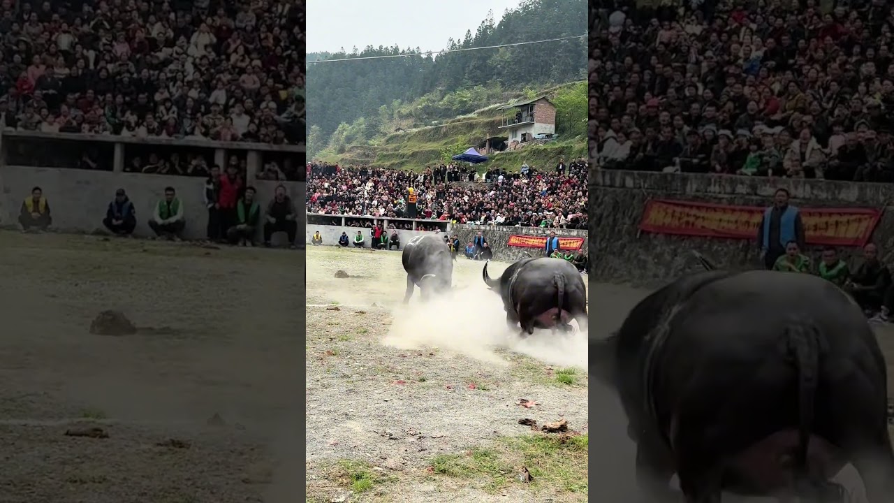 💥Żelazny R&oacute;g kontra Kr&oacute;l G&oacute;r: CHAOS na chińskim festiwalu walk byk&oacute;w! 🐂🔥 #kr&oacute;tkiefilmy
