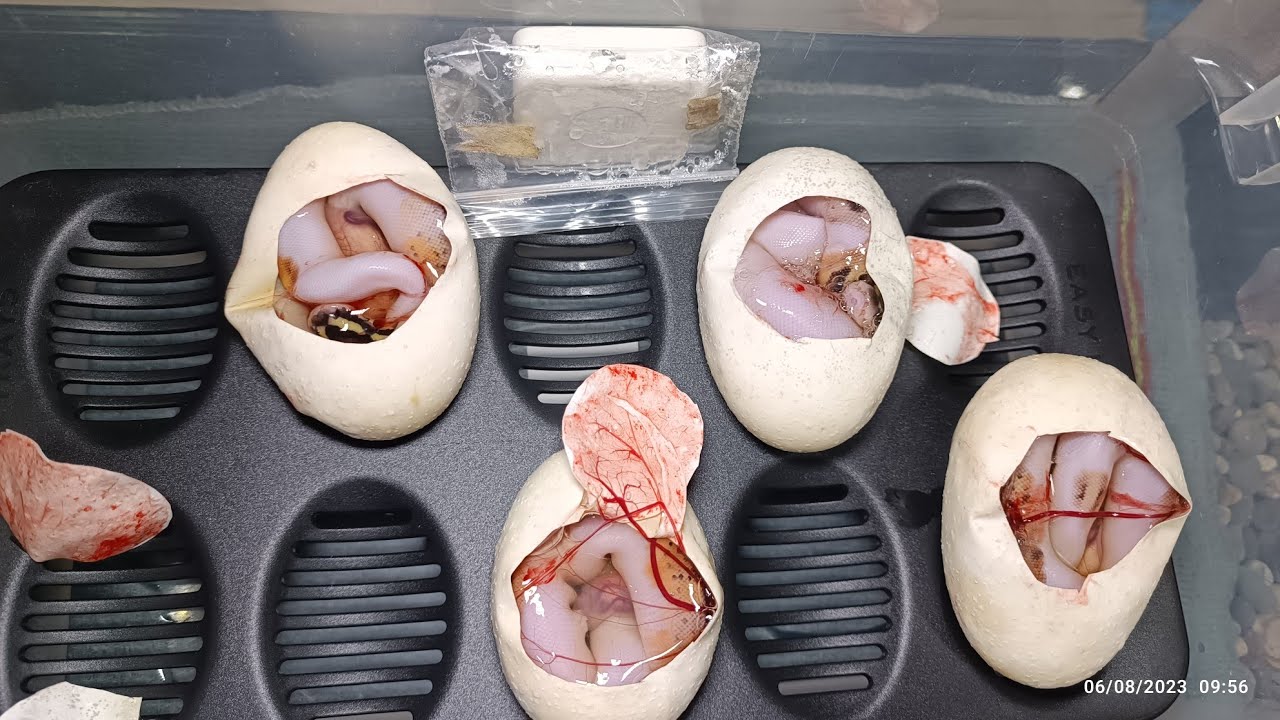 nacimiento de pitón bola
