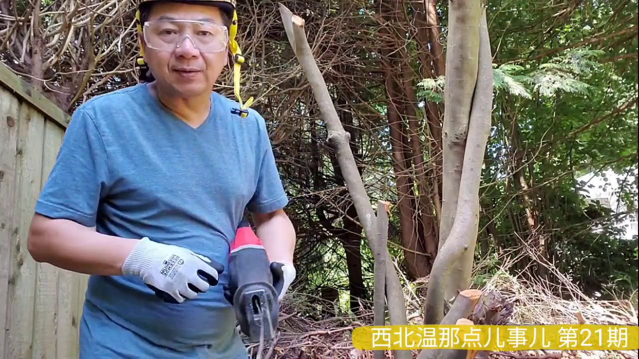 怎样使用往复锯修剪树木，西北温那点儿事儿 第21期
