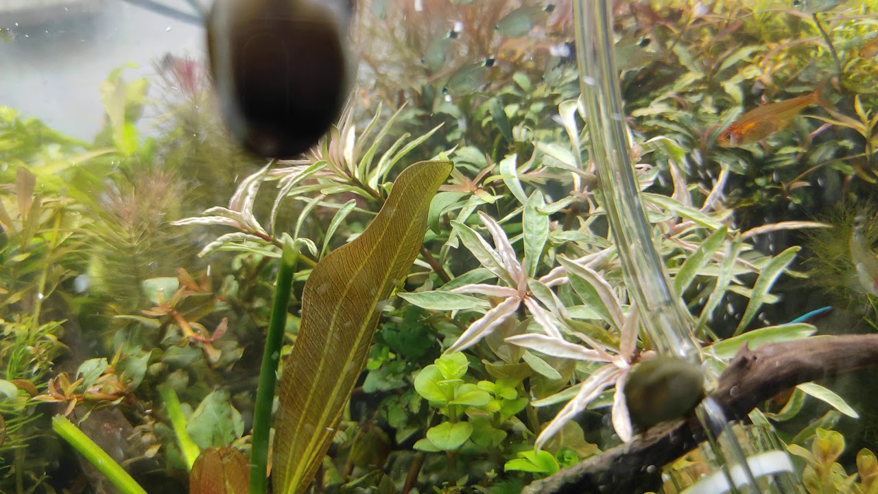 ludwigia sp white