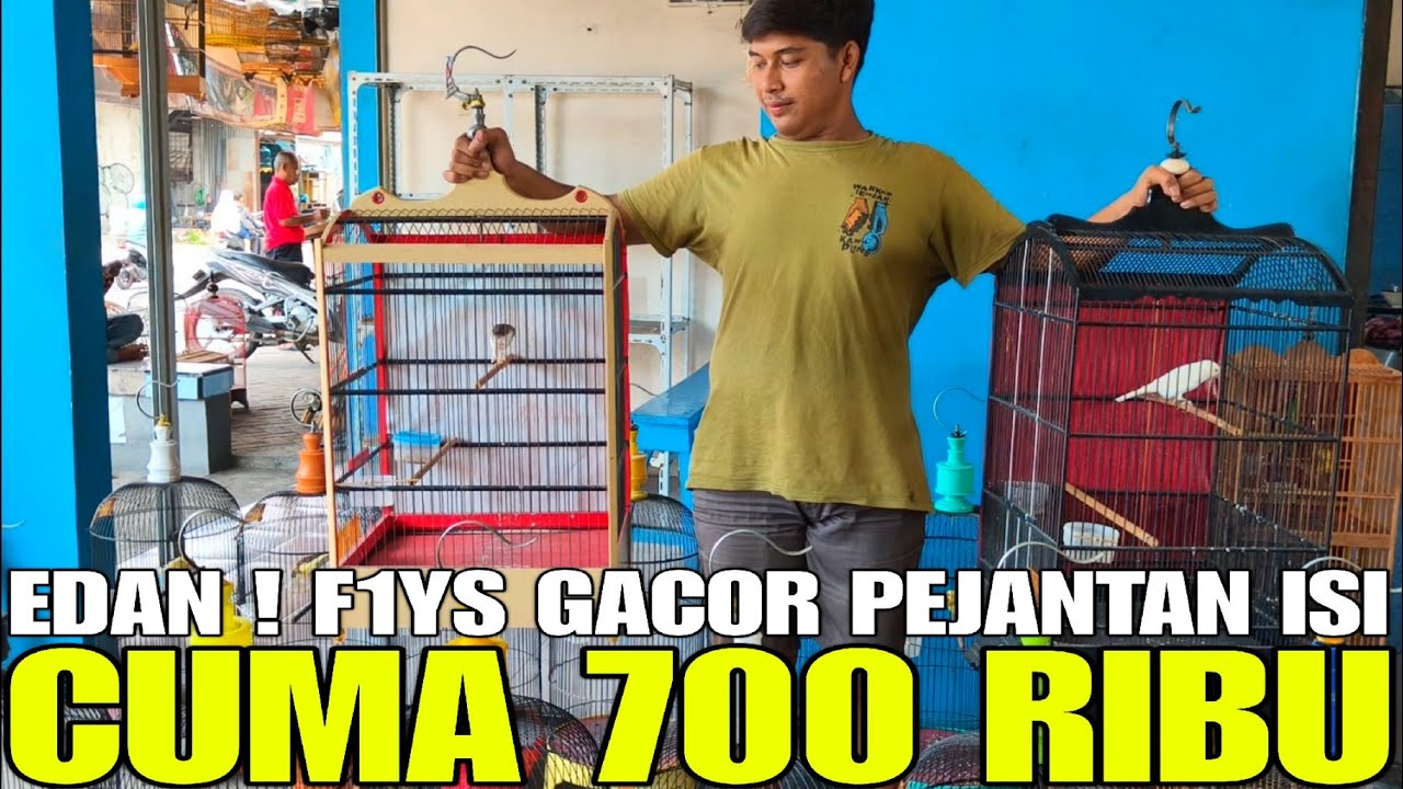 BIKIN GELENG&sup2; KEPALA ! DISAAT KENARI SUSAH DICARI, KIOS INI MALAH OBRAL F1YS GACOR MEWAH CUMA 700RB!