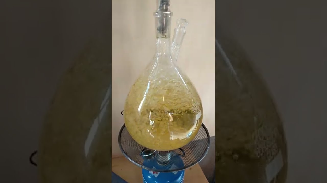 distillazione olio essenziale di nepitella con alambicco di vetro a vapore diretto