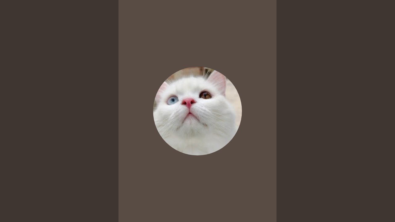 Chittu live streaming sheru #cat #trending #viral 