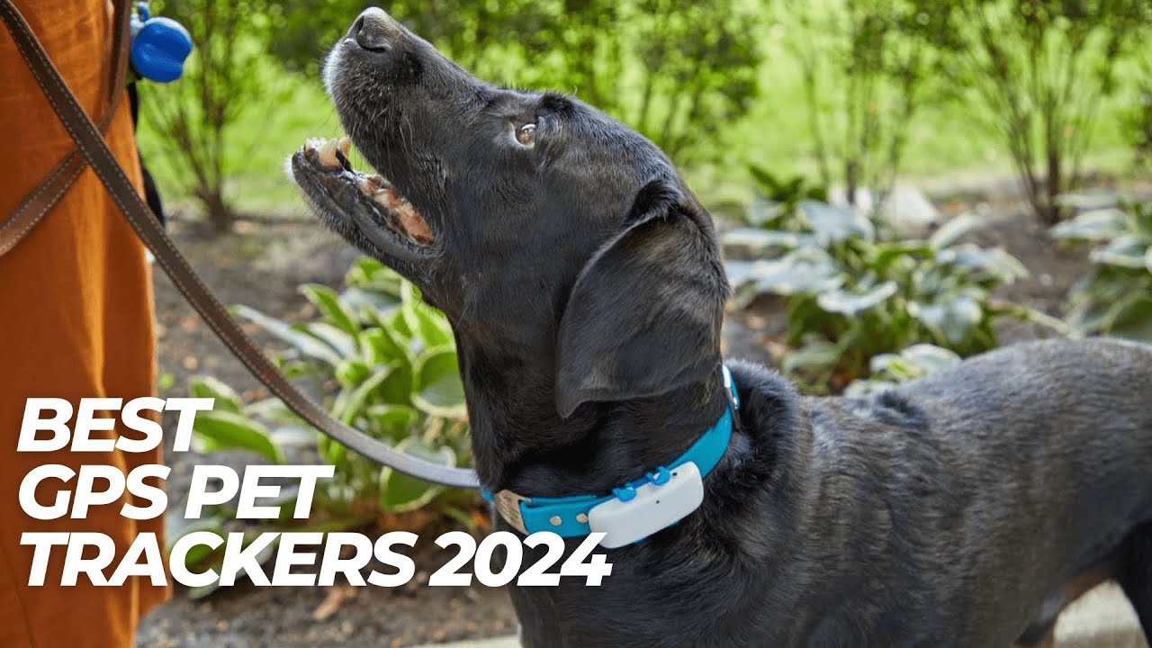 Best GPS Pet Trackers 2024 🐾🐶 How to Choose a Tracker to Keep an Eye on your Pet?