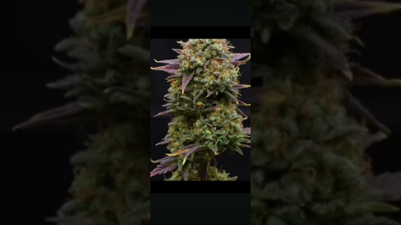 Strain: Jet Fuel ⛽Freshly trimmed and ready to hang✂️🌿Day 73 &mdash; dry and cure coming next 👀#MacroMagic