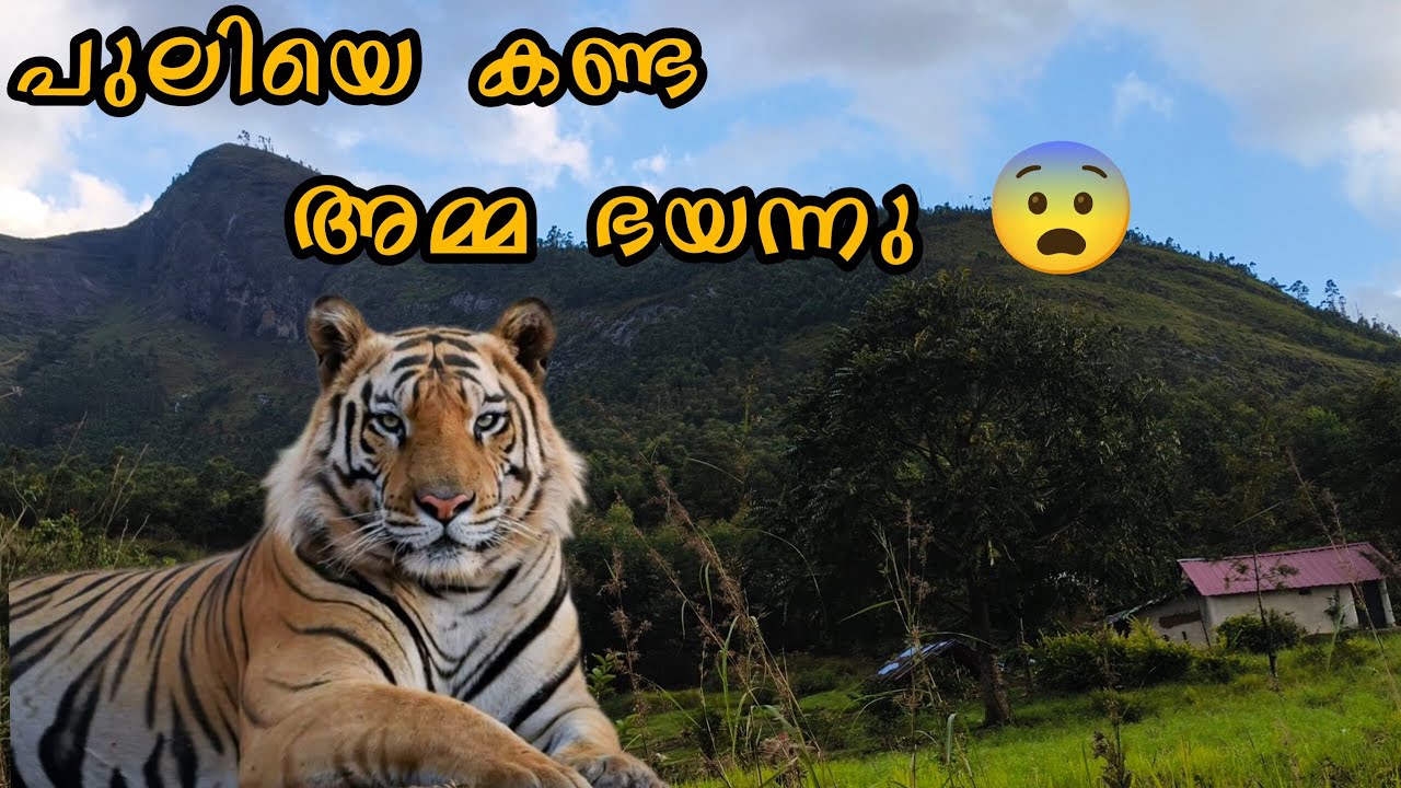 ഞങ്ങളുടെ നാലു പട്ടികളെ പുലി പിടിച്ചു 😭#video#sad#forest#story#like#views#subscribe#conment 