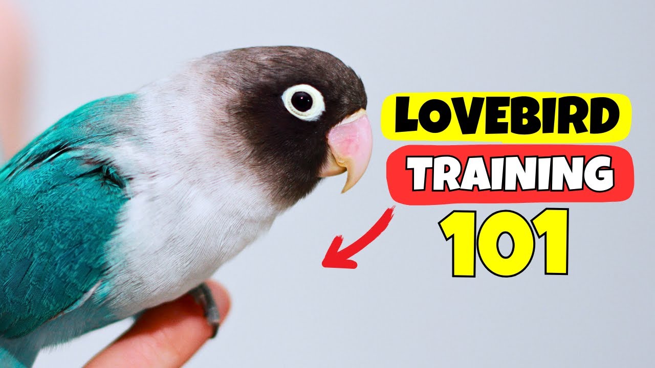 Lovebird Training 101: Master Step-Up, Flight Recall & Noise Reduction