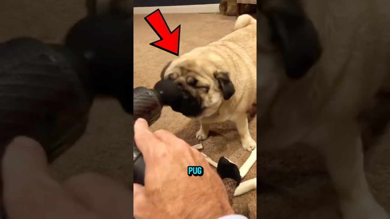 Never Get a Pug😭🐶