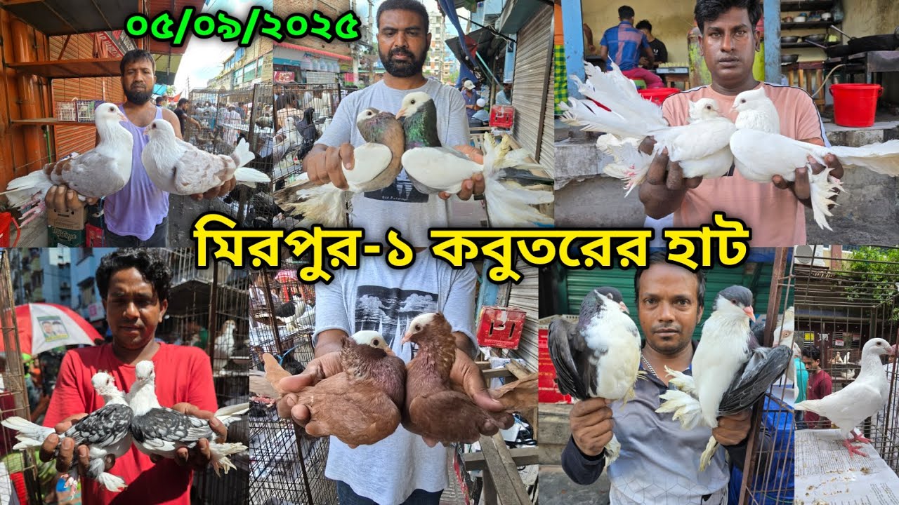 ০৫/০৯/২০২৫ মিরপুর-১ কবুতর হাট || মিরপুর-১ কবুতরের হাট ২০২৫ || Mirpur-1 Pigeon Market || কবুতর বাজার