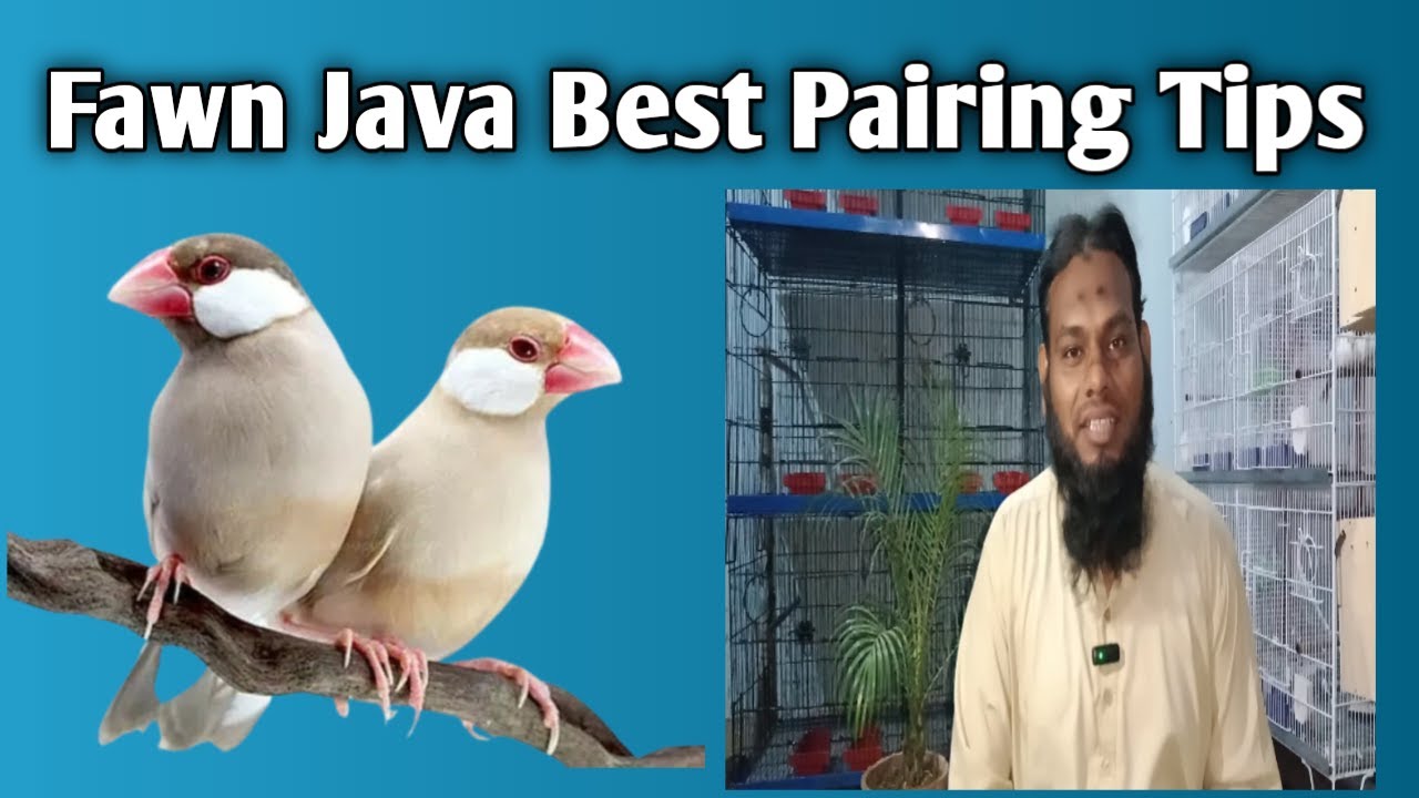 Fawn Java Breeding Setup l Fawn Java Pairing Tips l Very Informative Video l V No 139 Sur Birds Chan