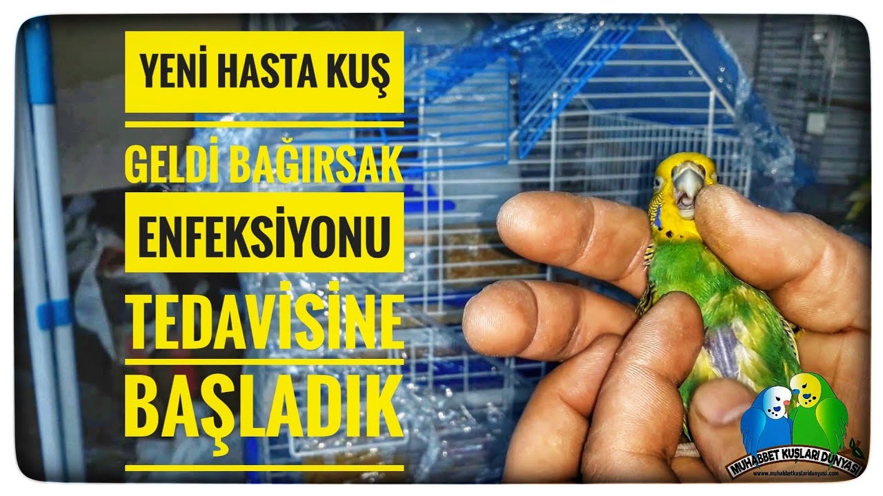 Yeni Hasta Kuş Geldi Bağırsak Enfeksiyonu Tedavisine Başladık