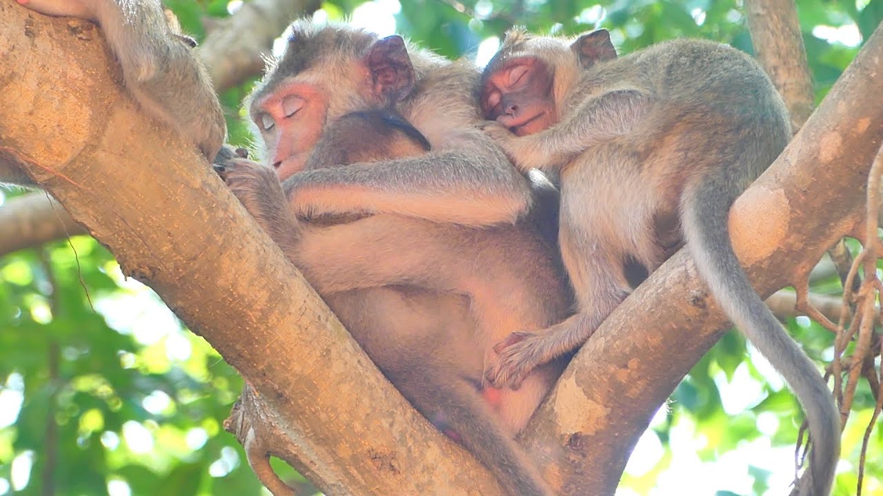Little Monkey RAMOS cries find Mama RANY