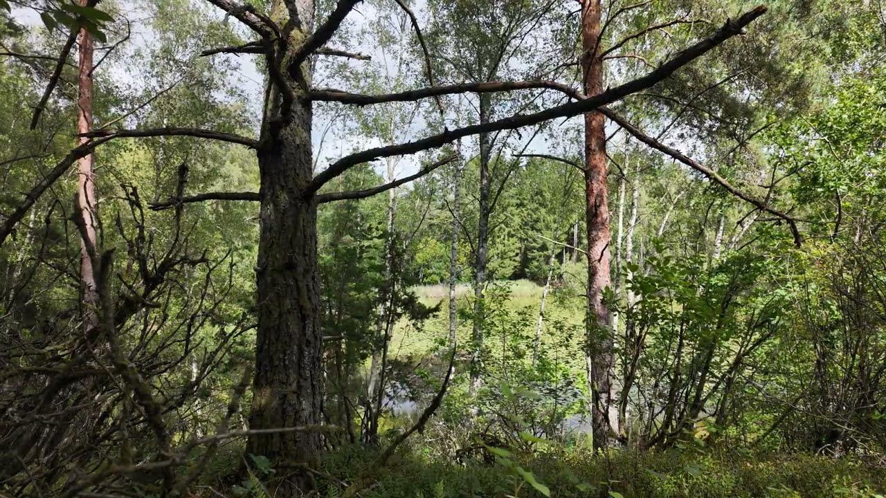 Swedish Nature 