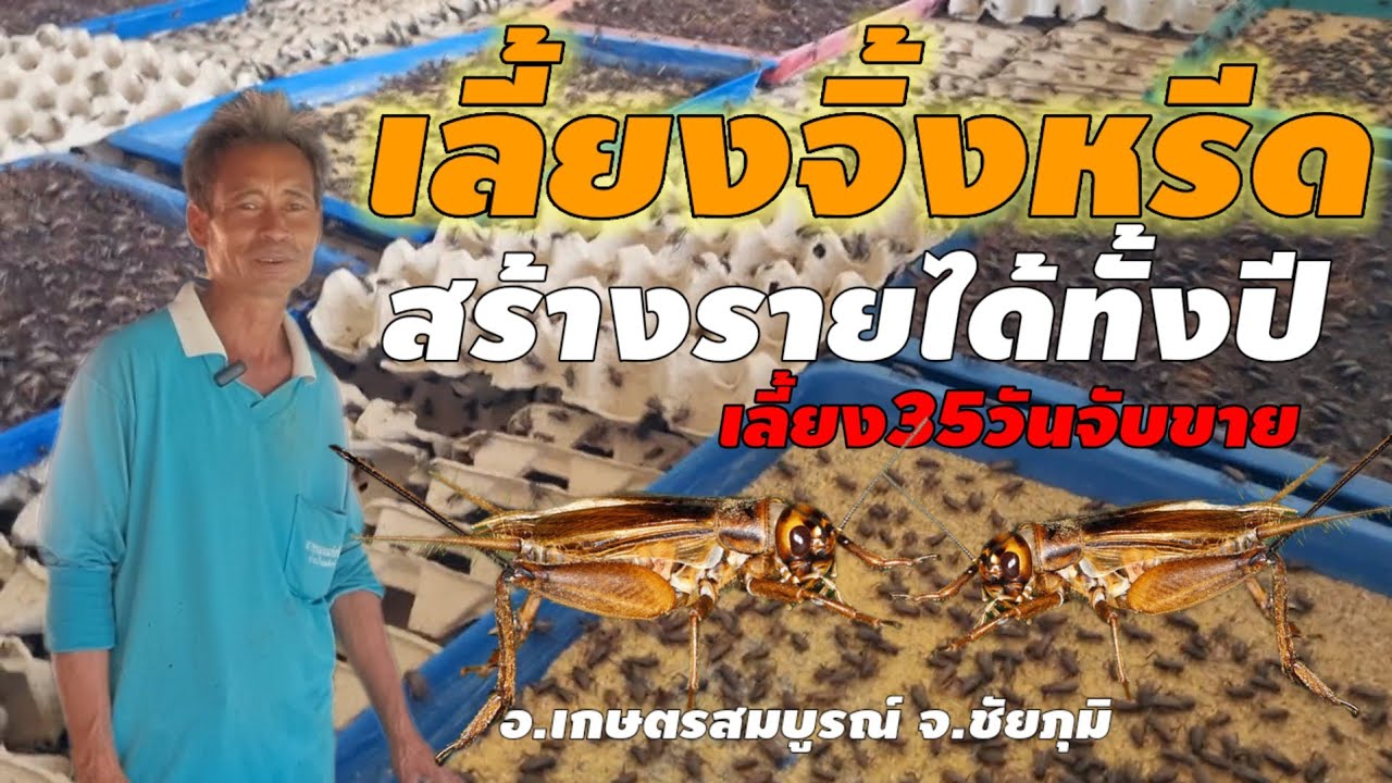 เลี้ยงจิ้งหรีด สร้างรายได้ทั้งปี เลี้ยง35วันจับขาย#ชัยภูมิ