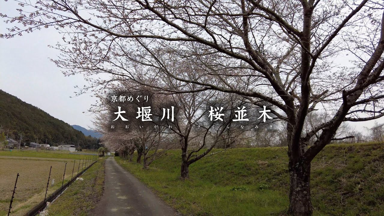 大堰川　桜並木【京都めぐり／HironTV】