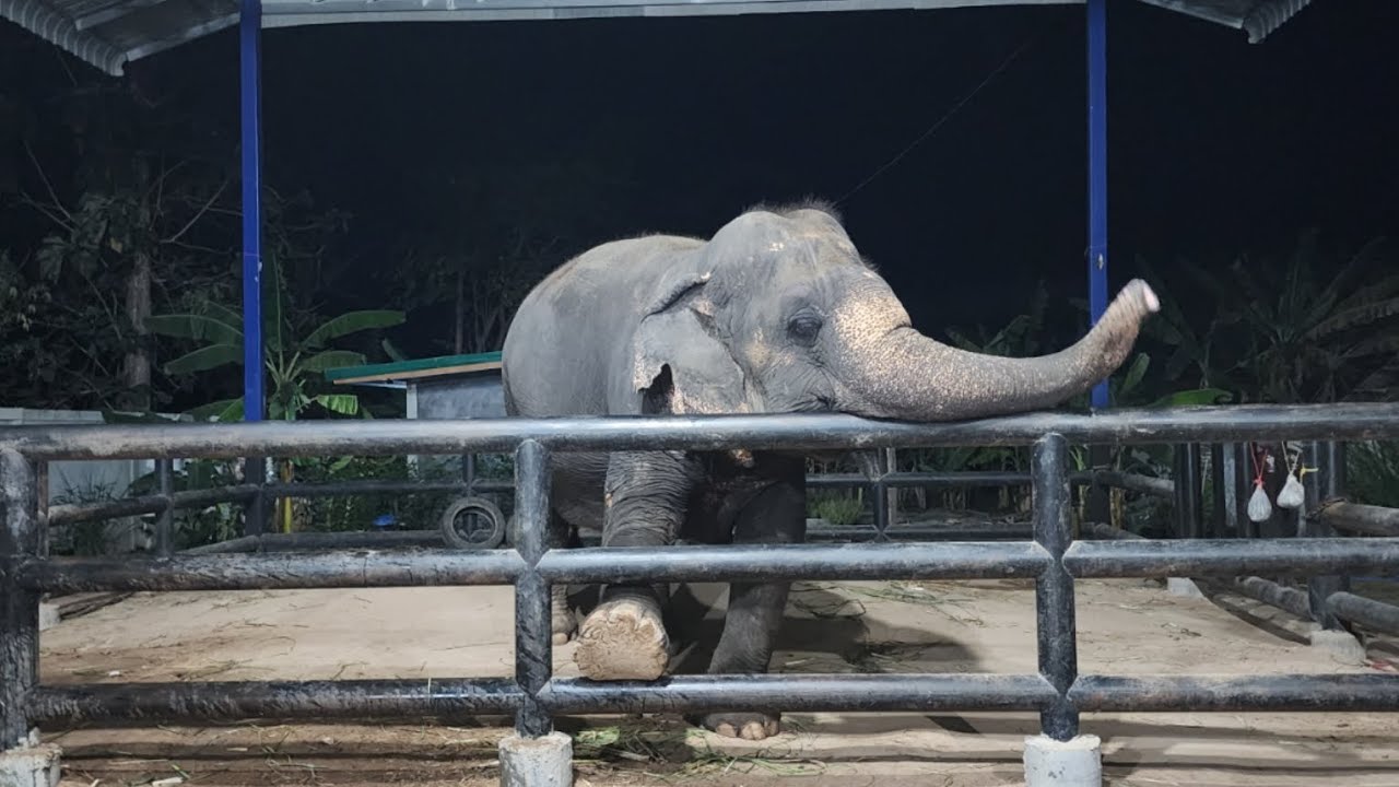 คุณยาย​มา​เเล้ว​