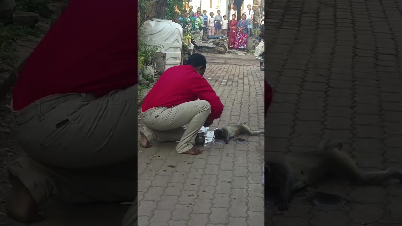Power of Namokar mantra (save monkey) 