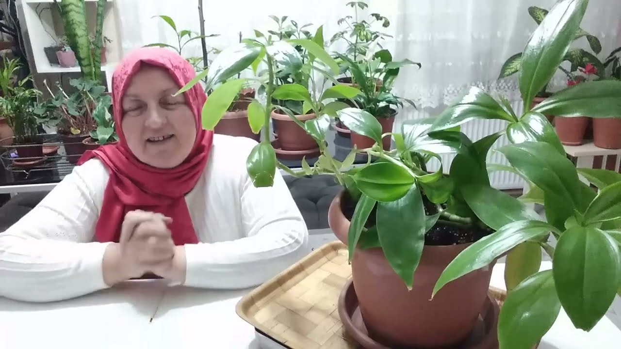 DEV TELGRAF ÇİÇEĞİ DİĞER ADLARI İLE AHTAPOT ÇİÇEĞİ VE AYNALI TELGRAF ÇİÇEĞİ BAKIMI VE ÜRETİMİ .