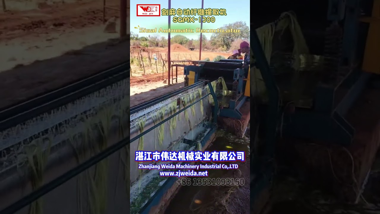 ✅How Does SGMX 1300 Extract Sisal Fiber Automatically? Real-Scene Footage from African Sisal Plant!