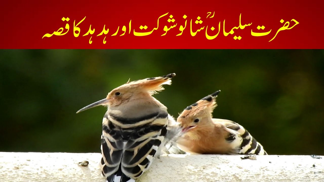 Hazrat Suleman A.S aur Hud Hud Ka Qissa By Raza Saqib Mustafai